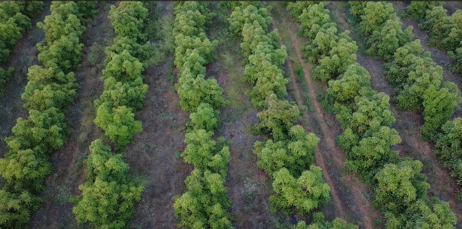 Vista aérea de la finca actual de aguacates de la familia en Oliva.