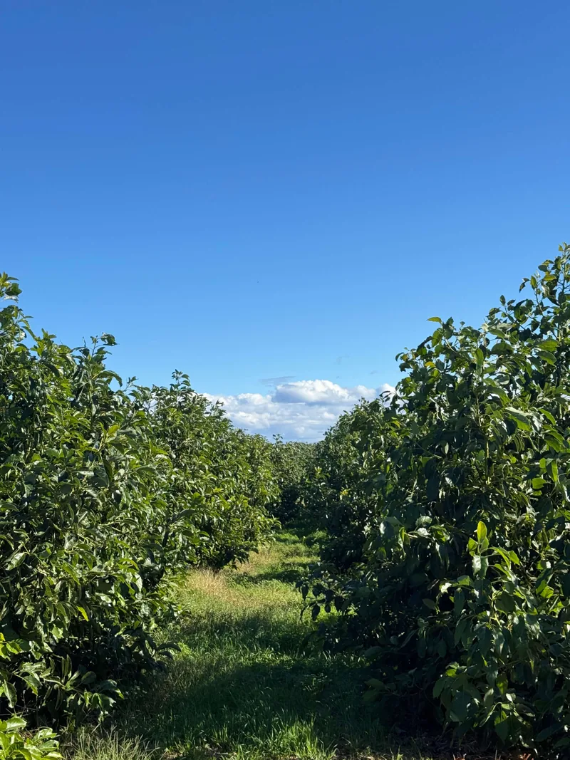 Vista de nuestra finca de aguacates en Valencia