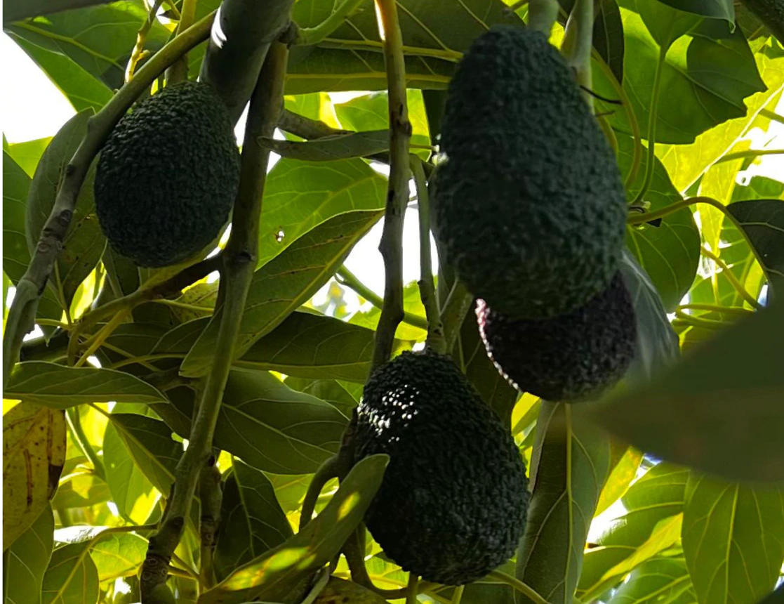 Alvocats Hass penjant de l'arbre.