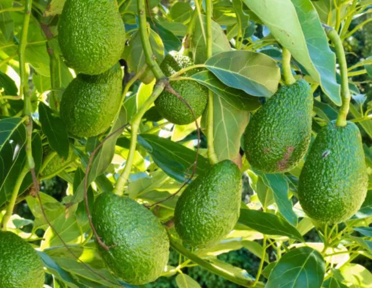 Aguacates creciendo en el árbol; uno presenta una pequeña marca exterior natural en la piel