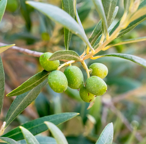 Aceitunas verdes de la propuesta Arbequina