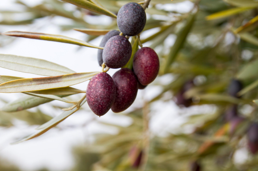 Aceitunas oscuras de la propuesta Picual