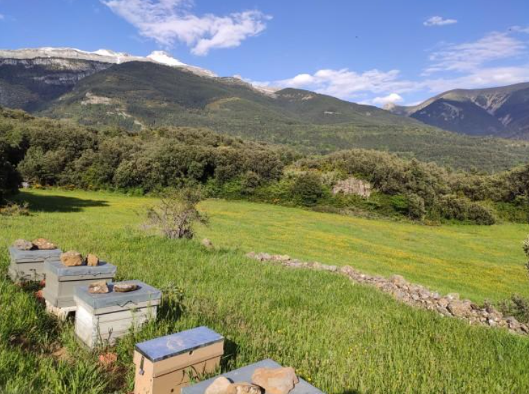 Colmenas integradas en una pradera de montaña